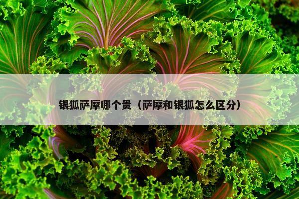 银狐萨摩哪个贵（萨摩和银狐怎么区分）