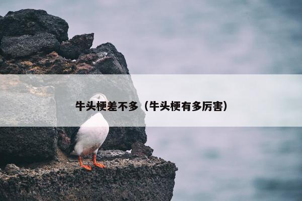 牛头梗差不多（牛头梗有多厉害）