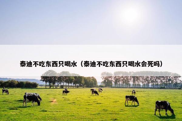 泰迪不吃东西只喝水（泰迪不吃东西只喝水会死吗）
