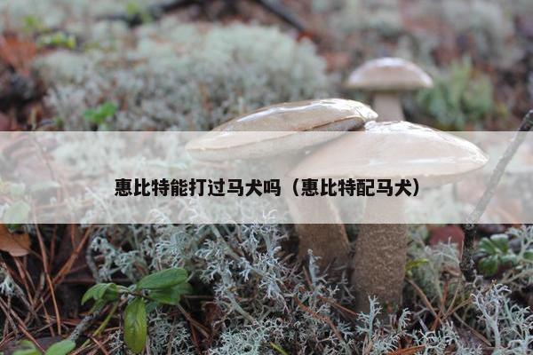 惠比特能打过马犬吗（惠比特配马犬）