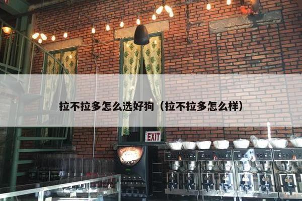拉不拉多怎么选好狗（拉不拉多怎么样）