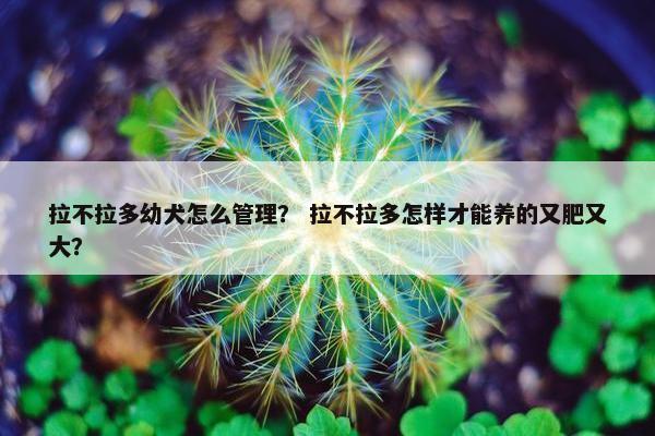 拉不拉多幼犬怎么管理？ 拉不拉多怎样才能养的又肥又大？