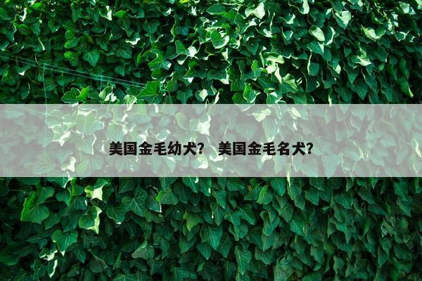 美国金毛幼犬？ 美国金毛名犬？
