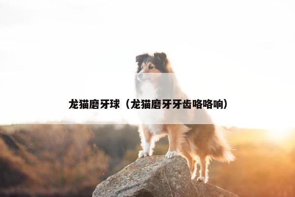 龙猫磨牙球（龙猫磨牙牙齿咯咯响）