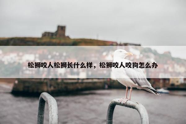 松狮