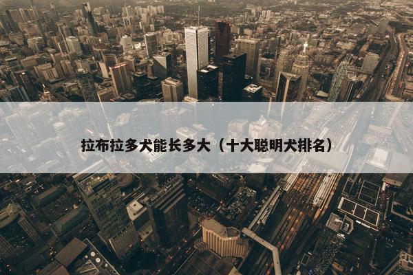 拉布拉多犬能长多大（十大聪明犬排名）