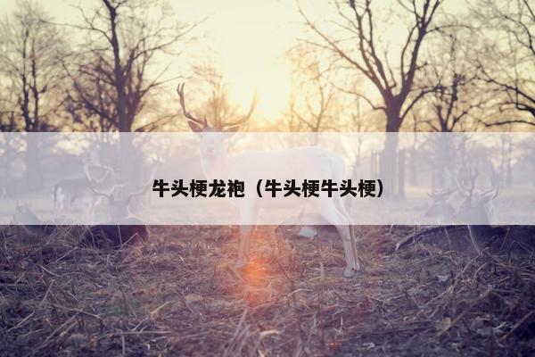 金毛