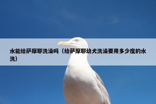 水能给萨摩耶洗澡吗（给萨摩耶幼犬洗澡要用多少度的水洗）