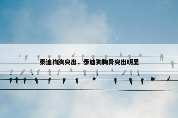 泰迪狗胸突出，泰迪狗胸骨突出明显