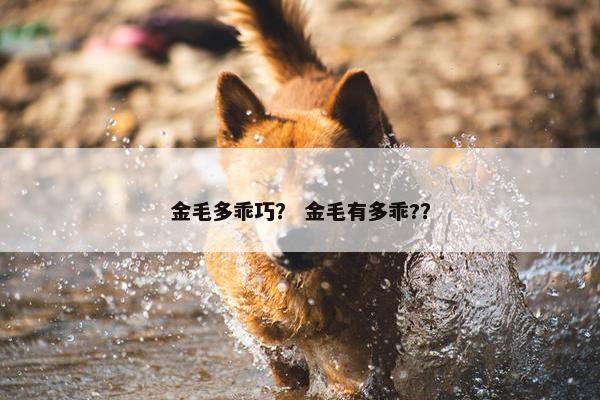 金毛多乖巧？ 金毛有多乖?？