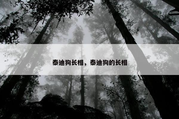 泰迪狗长相，泰迪狗的长相