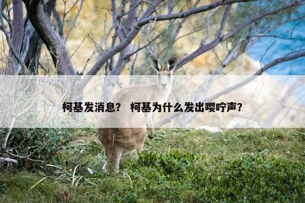 柯基发消息？ 柯基为什么发出嘤咛声？