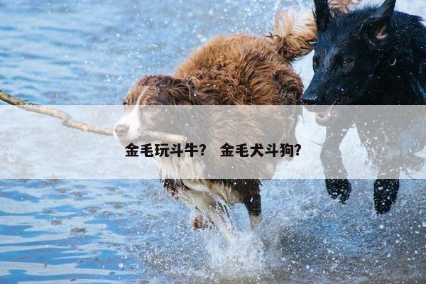 金毛玩斗牛？ 金毛犬斗狗？