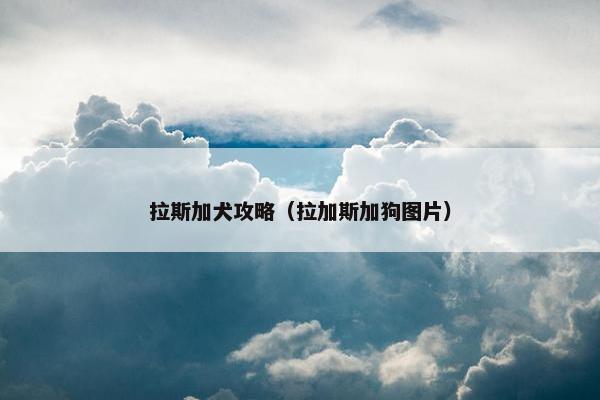 拉斯加犬攻略（拉加斯加狗图片）
