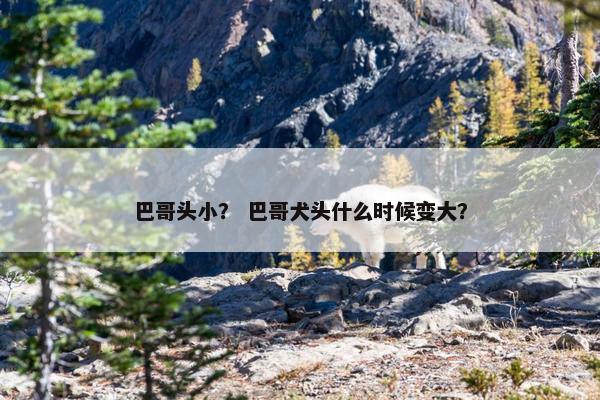 巴哥头小？ 巴哥犬头什么时候变大？