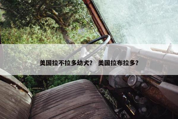 美国拉不拉多幼犬？ 美国拉布拉多？