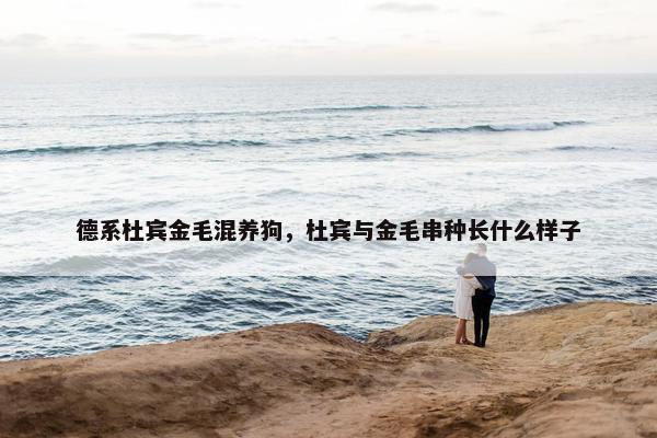德系杜宾金毛混养狗，杜宾与金毛串种长什么样子