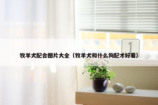 牧羊犬配合图片大全（牧羊犬和什么狗配才好看）