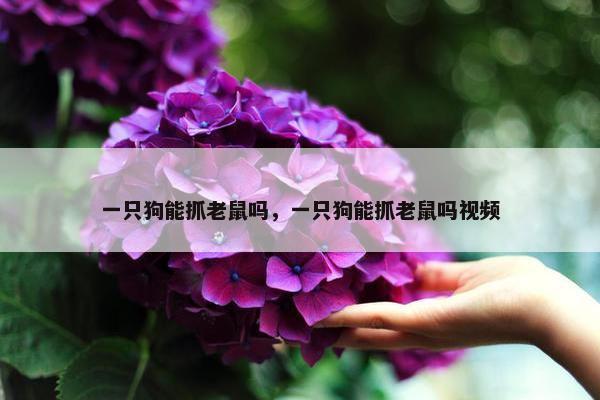 一只狗能抓老鼠吗，一只狗能抓老鼠吗视频