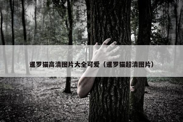 暹罗猫高清图片大全可爱（暹罗猫超清图片）