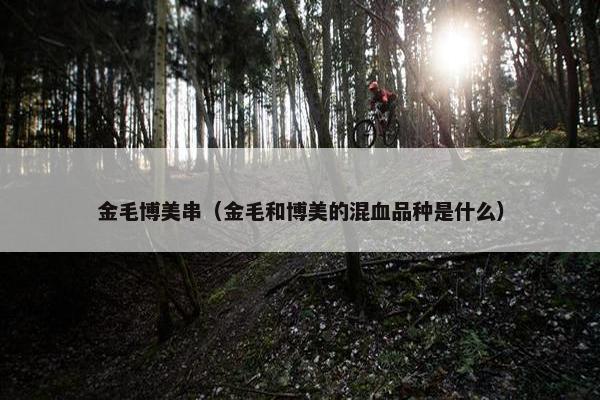 金毛博美串（金毛和博美的混血品种是什么）