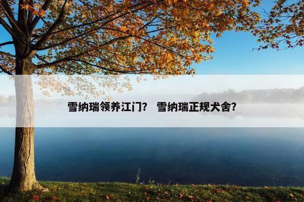 雪纳瑞领养江门？ 雪纳瑞正规犬舍？