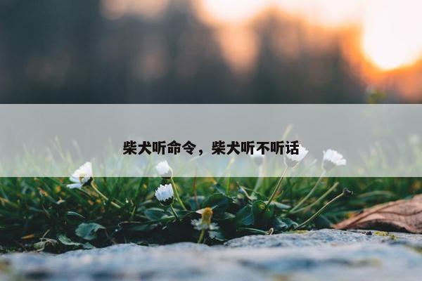 柴犬听命令，柴犬听不听话