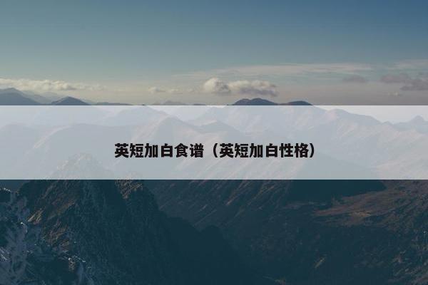 英短加白食谱（英短加白性格）