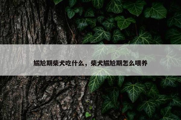 尴尬期柴犬吃什么，柴犬尴尬期怎么喂养