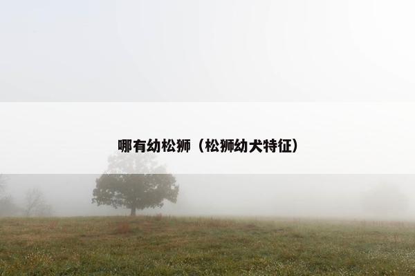 哪有幼松狮（松狮幼犬特征）