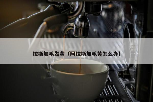 拉斯加毛发黄（阿拉斯加毛黄怎么办）
