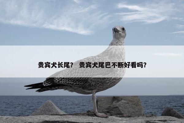 贵宾犬长尾？ 贵宾犬尾巴不断好看吗？