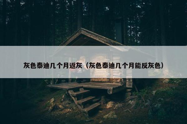 灰色泰迪几个月返灰（灰色泰迪几个月能反灰色）