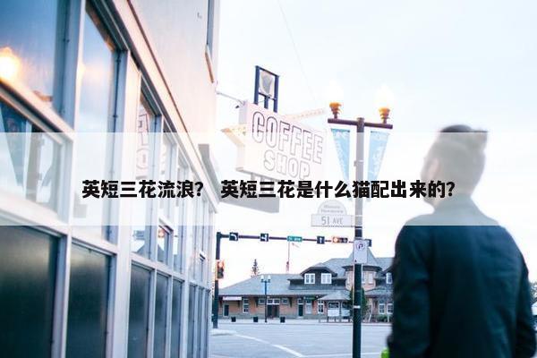 英短三花流浪？ 英短三花是什么猫配出来的？