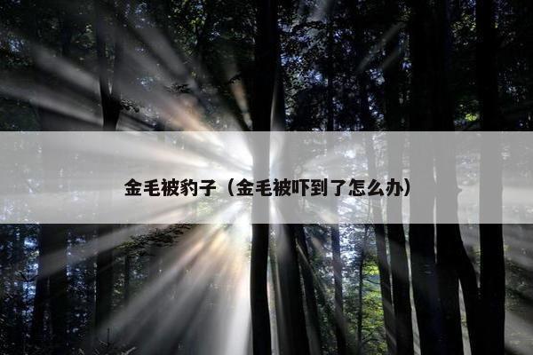 金毛被豹子（金毛被吓到了怎么办）