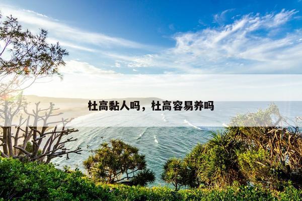 杜高黏人吗，杜高容易养吗