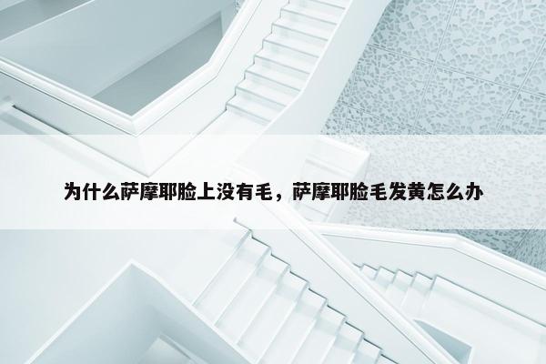 为什么萨摩耶脸上没有毛，萨摩耶脸毛发黄怎么办