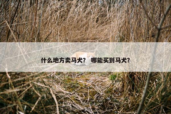 什么地方卖马犬？ 哪能买到马犬？