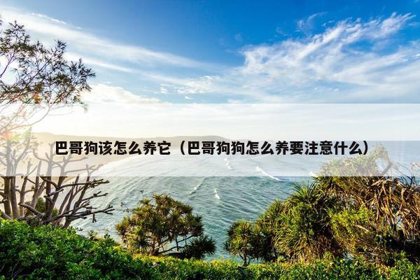 巴哥狗该怎么养它（巴哥狗狗怎么养要注意什么）
