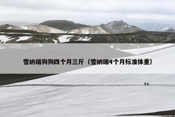 雪纳瑞狗狗四个月三斤（雪纳瑞4个月标准体重）