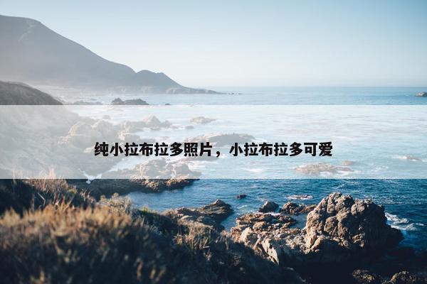 纯小拉布拉多照片，小拉布拉多可爱