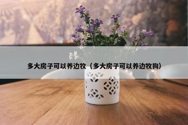 多大房子可以养边牧（多大房子可以养边牧狗）