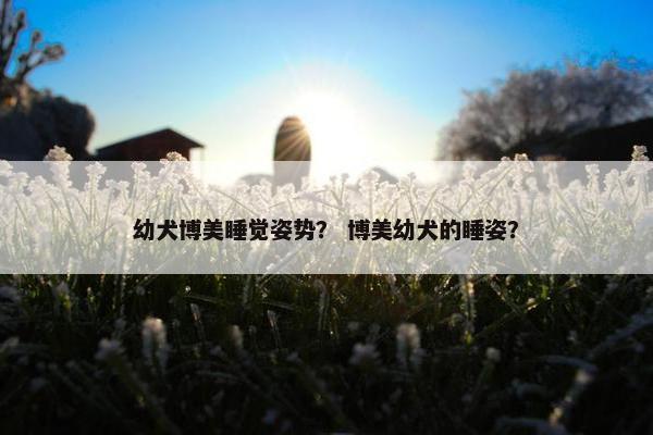 幼犬博美睡觉姿势？ 博美幼犬的睡姿？