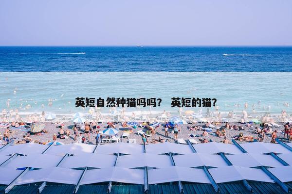 英短自然种猫吗吗？ 英短的猫？