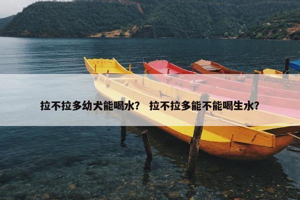 拉不拉多幼犬能喝水？ 拉不拉多能不能喝生水？
