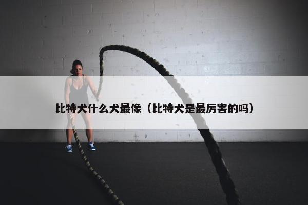 比特犬什么犬最像（比特犬是最厉害的吗）