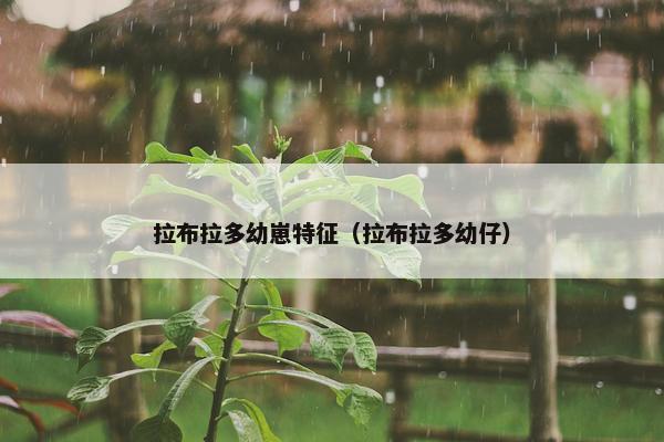 拉布拉多幼崽特征（拉布拉多幼仔）