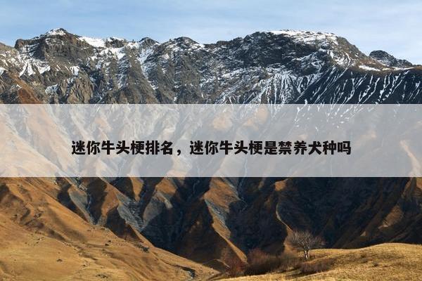 迷你牛头梗排名，迷你牛头梗是禁养犬种吗