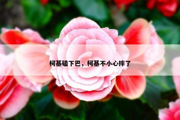 柯基磕下巴，柯基不小心摔了