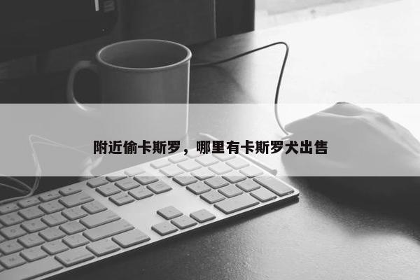 附近偷卡斯罗，哪里有卡斯罗犬出售